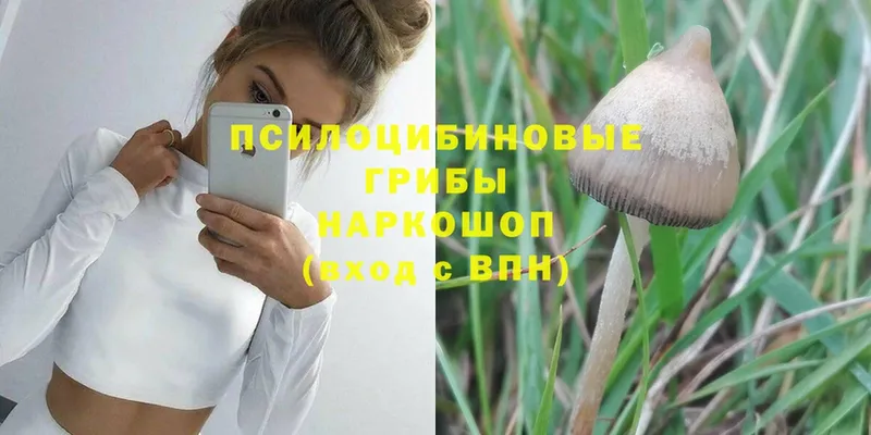 mega сайт  даркнет сайт  Невинномысск  Псилоцибиновые грибы Psilocybe 