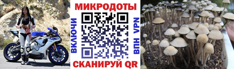shop наркотические препараты  blacksprut ТОР  Невинномысск  Псилоцибиновые грибы Cubensis 